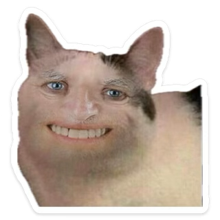 :hide_the_pain_harold_cat: