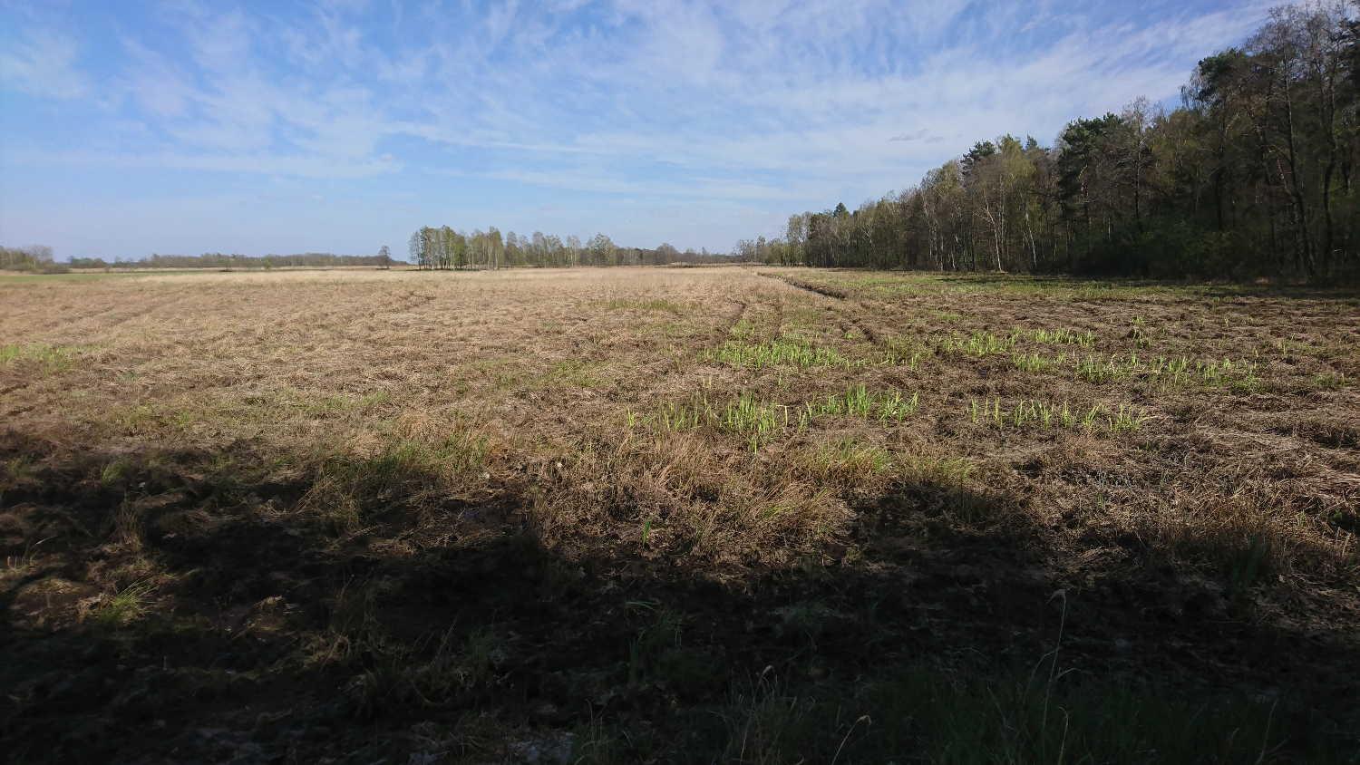 A huge wetland meadow covered with dry grass, a few green plants are starting to grow.