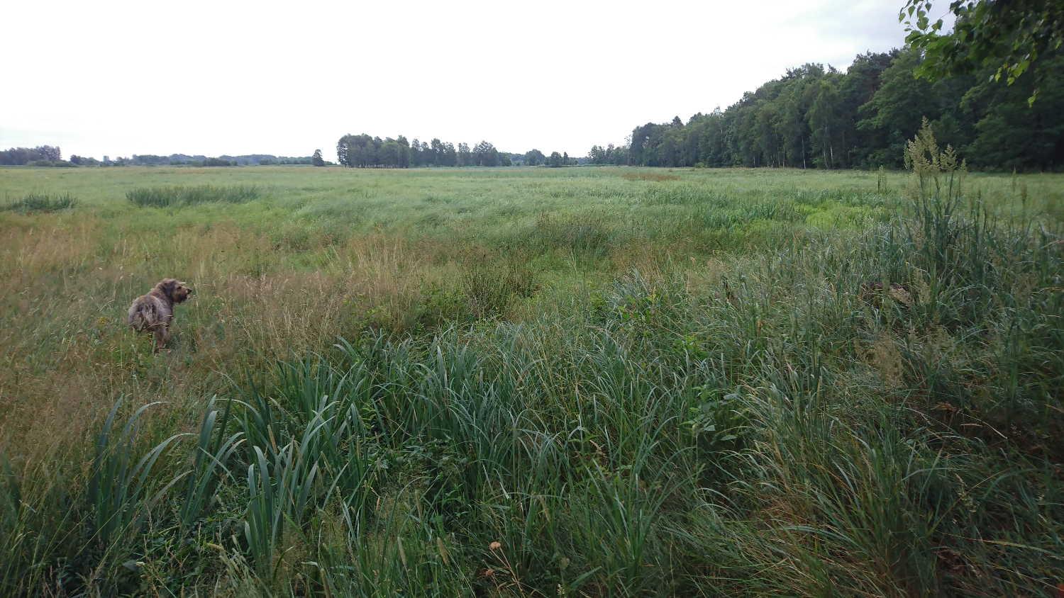 A huge green wetland meadow on a cloudy day. A shaggy dog is standing in tall grasses.