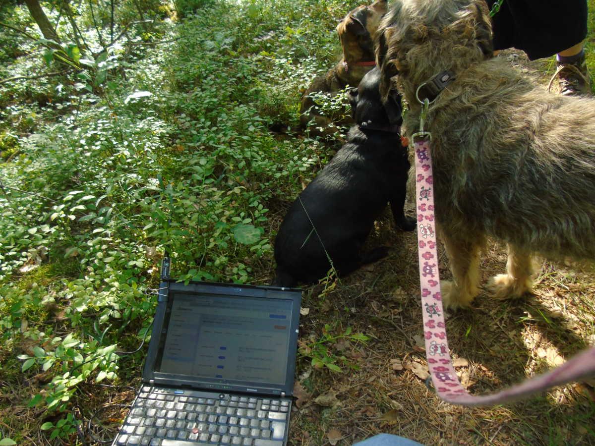 Two dogs on leashes near a laptop set on the ground in thick bushes