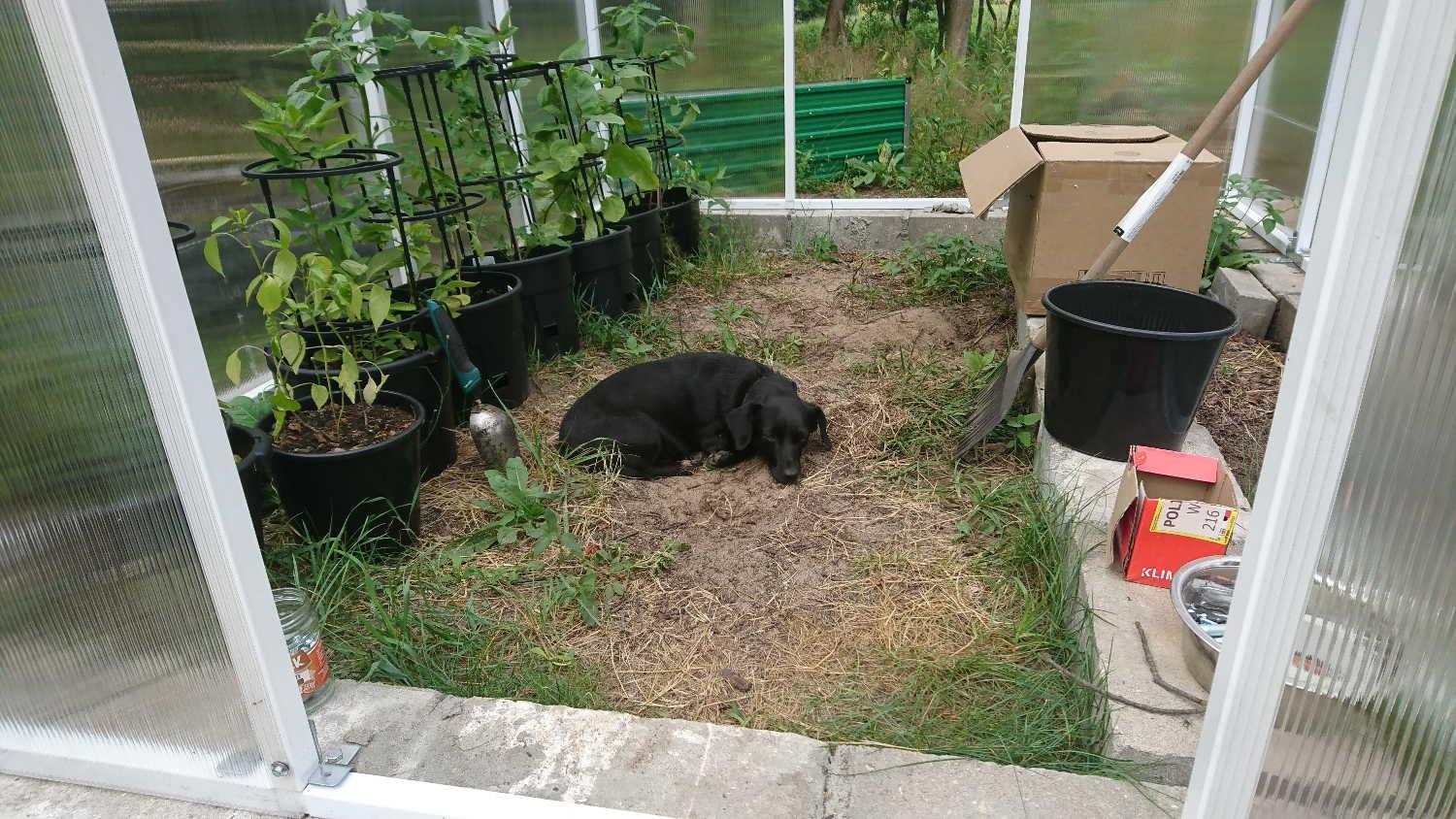 A small black dog lying  in the sand in the centre of a small plastic greenhouse, in which only a few plants are growing.