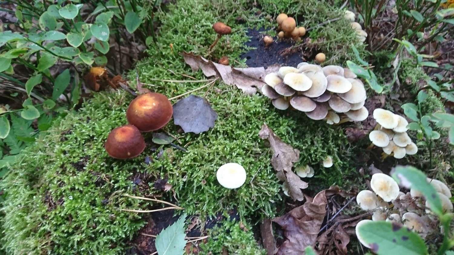 Clusters of various fungi growing on a mossy tree trunk.